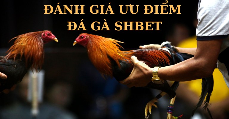 Giới thiệu đá gà SHBET