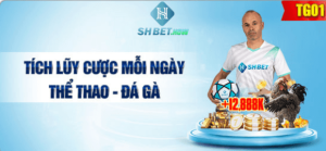 Tích lũy cược mỗi ngày thể thao đá gà