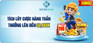 Tích lũy cược hàng tuần