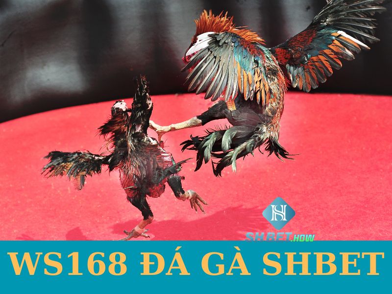 WS168 đá gà SHEBT - Sảnh đá gà trực tuyến xuyên quốc gia